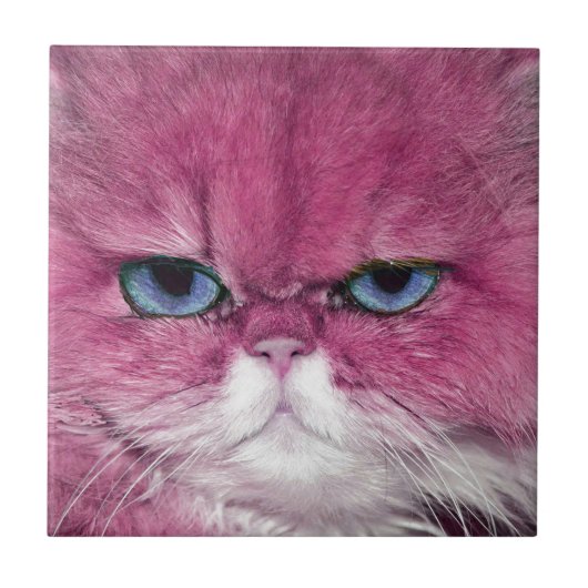 PINK CAT FIERCE LOOK CAT EYS, FUN PINK CAT TEGELTJE (Voorkant)