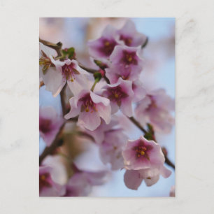 Pink Cherry Blossom Briefkaart