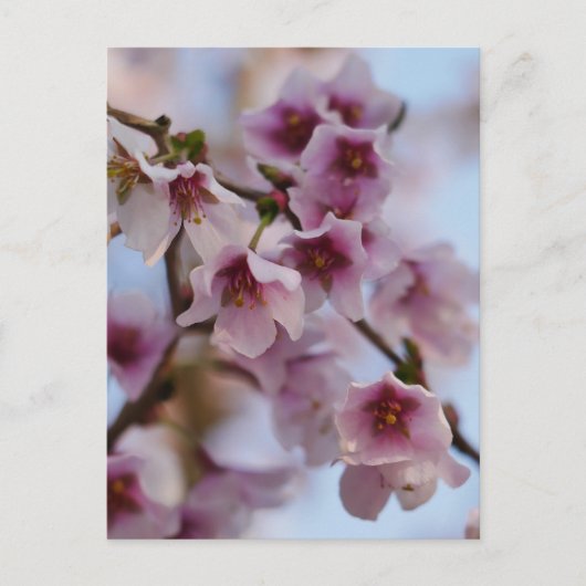 Pink Cherry Blossom Briefkaart (Voorkant)