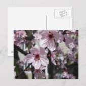 Pink Cherry Blossom Flowering Tree Post Card Briefkaart (Voorkant / Achterkant)