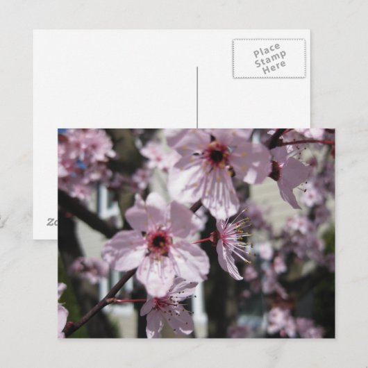 Pink Cherry Blossom Flowering Tree Post Card Briefkaart (Voorkant / Achterkant)