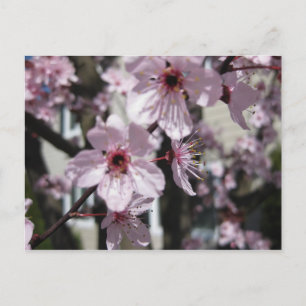 Pink Cherry Blossom Flowering Tree Post Card Briefkaart