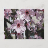 Pink Cherry Blossom Flowering Tree Post Card Briefkaart (Voorkant)
