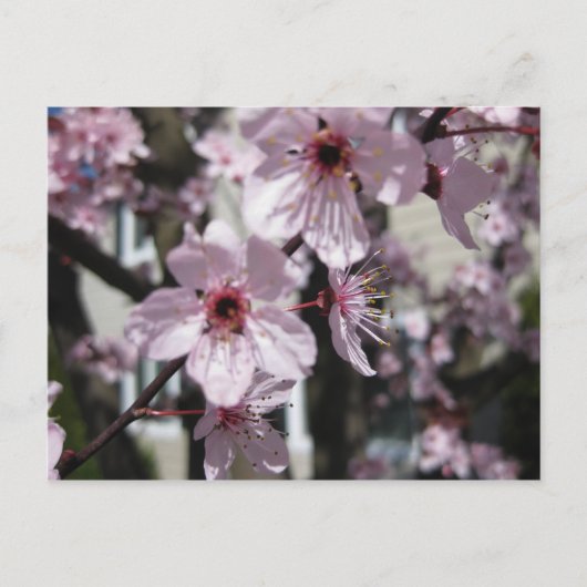 Pink Cherry Blossom Flowering Tree Post Card Briefkaart (Voorkant)
