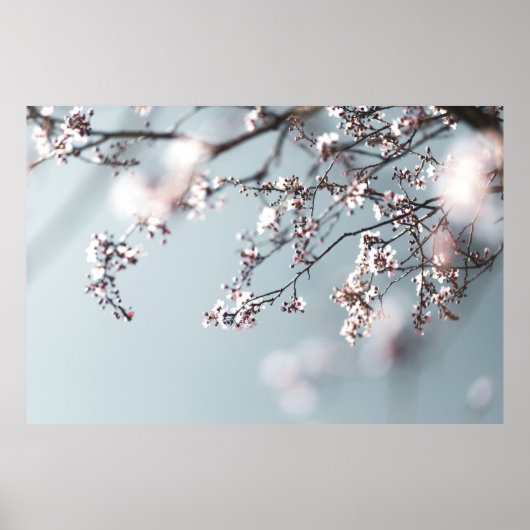 PINK CHERRY BLOSSOM IN CLOSE UP FOTOGRAPHY POSTER (Voorkant)