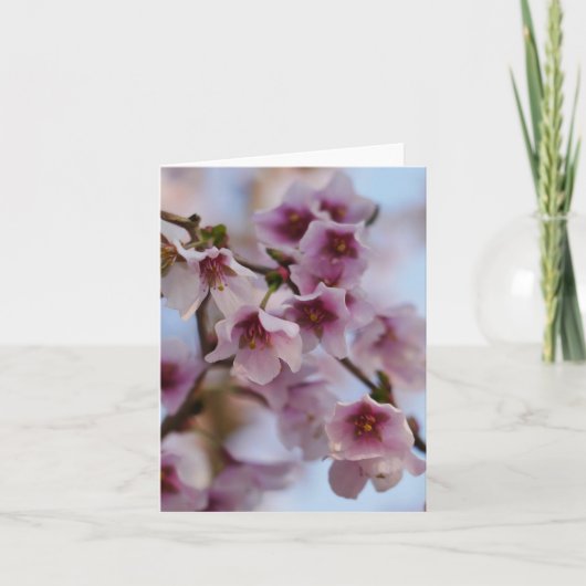 Pink Cherry Blossom Kaart (Voorkant)