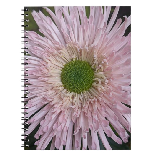 Pink Chrysanthemum Bloom Floral Notitieboek (Voorkant)