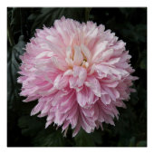 Pink Chrysanthemum Bloom Floral Perfect Poster (Voorkant)
