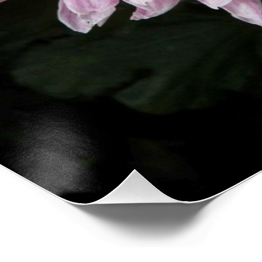 Pink Chrysanthemum Bloom Floral Perfect Poster (Hoek)