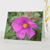 Pink Cistus Rock Roos Flower Kaart (Gele Bloem)