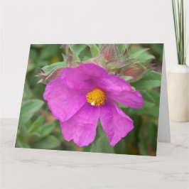 Pink Cistus Rock Roos Flower Kaart