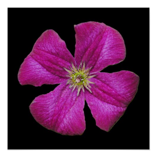 Pink Clematis-Poster Perfect Poster (Voorkant)