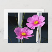 Pink Cosmos-Briefkaart Briefkaart (Voorkant / Achterkant)