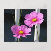 Pink Cosmos-Briefkaart Briefkaart (Voorkant)