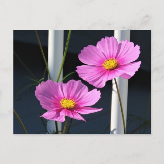 Pink Cosmos-Briefkaart Briefkaart (Voorkant)