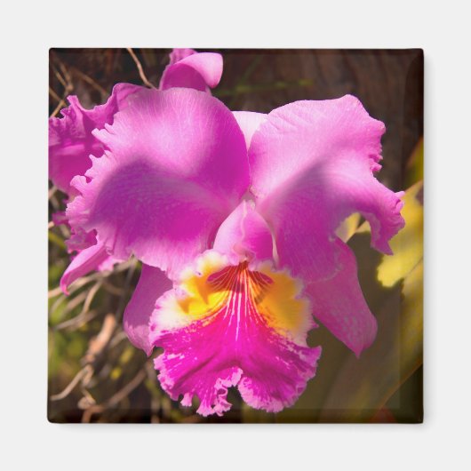 Pink Crimson Cattleya Orchid Magneet (Voorkant)