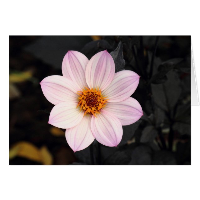 Pink Dahlia (Voorkant Horizontaal)