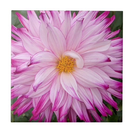 Pink Dahlia Bloom Floral Tegeltje (Voorkant)