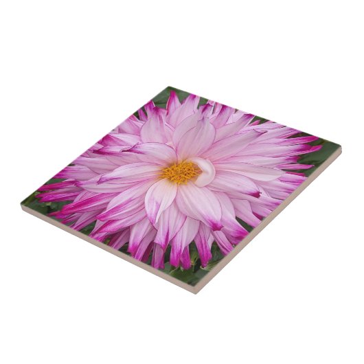 Pink Dahlia Bloom Floral Tegeltje (Zijkant)