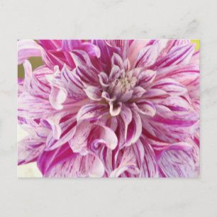 Pink Dahlia Blossom Briefkaart