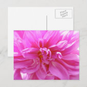 Pink Dahlia Briefkaart (Voorkant / Achterkant)