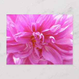 Pink Dahlia Briefkaart
