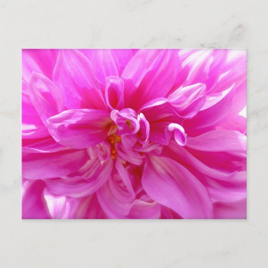 Pink Dahlia Briefkaart (Voorkant)