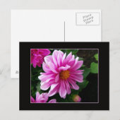 Pink Dahlia Briefkaart (Voorkant / Achterkant)