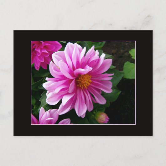 Pink Dahlia Briefkaart (Voorkant)