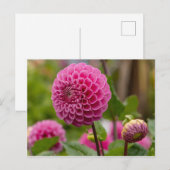 Pink Dahlia Briefkaart (Voorkant / Achterkant)