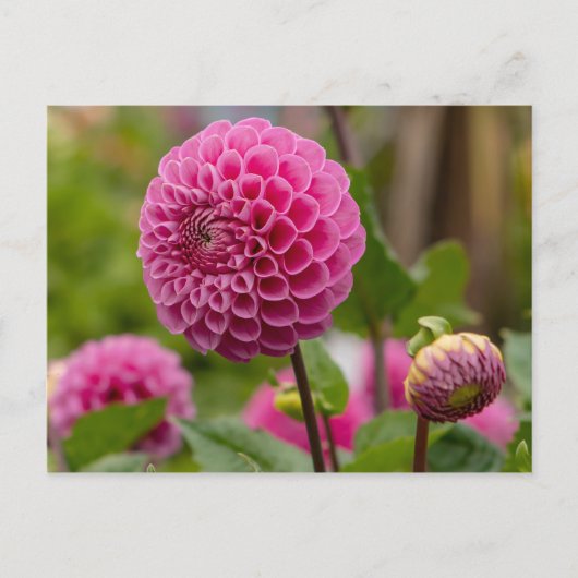 Pink Dahlia Briefkaart (Voorkant)