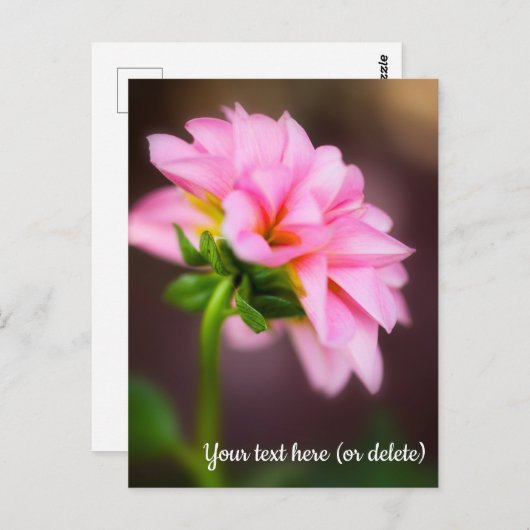 Pink Dahlia Briefkaart (Voorkant / Achterkant)