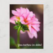 Pink Dahlia Briefkaart (Voorkant)