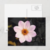 Pink Dahlia Briefkaart (Voorkant / Achterkant)