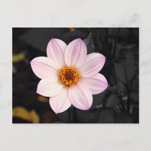 Pink Dahlia Briefkaart (Voorkant)