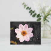 Pink Dahlia Briefkaart (Staand voorkant)