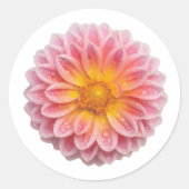 Pink Dahlia en Dew Drops Schattige Ronde Sticker (Voorkant)