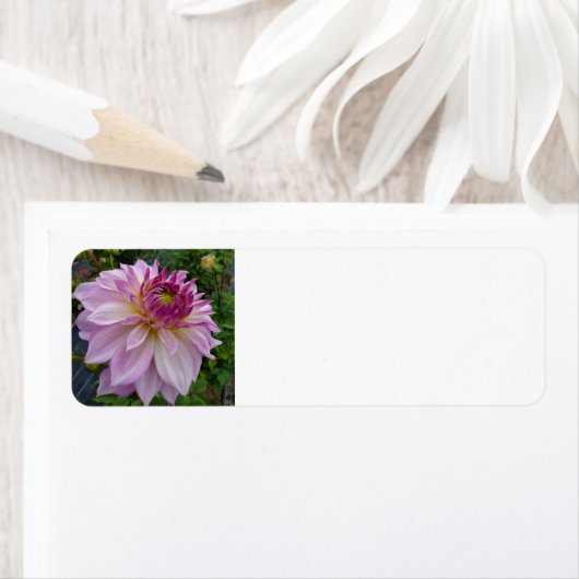 Pink Dahlia Etiket (Insitu)