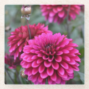 Pink Dahlia Floral Photography Square Glazen Onderzetter