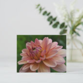 Pink Dahlia Flower Postcard Briefkaart (Staand voorkant)