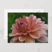 Pink Dahlia Flower Postcard Briefkaart (Voorkant / Achterkant)
