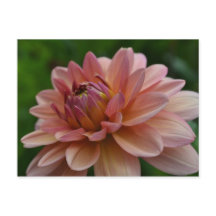 Pink Dahlia Flower Postcard
