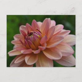 Pink Dahlia Flower Postcard Briefkaart