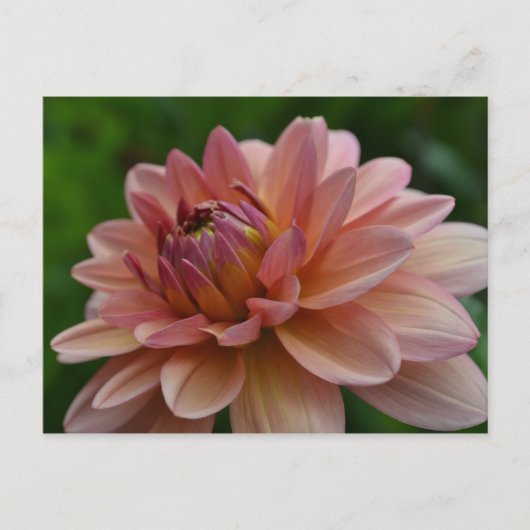 Pink Dahlia Flower Postcard Briefkaart (Voorkant)