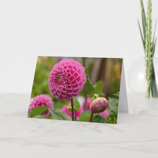 Pink Dahlia Kaart (Voorkant)