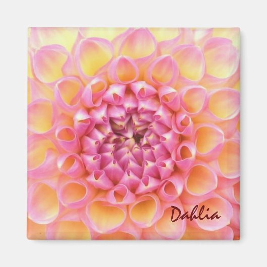 Pink Dahlia Magnet (Voorkant)