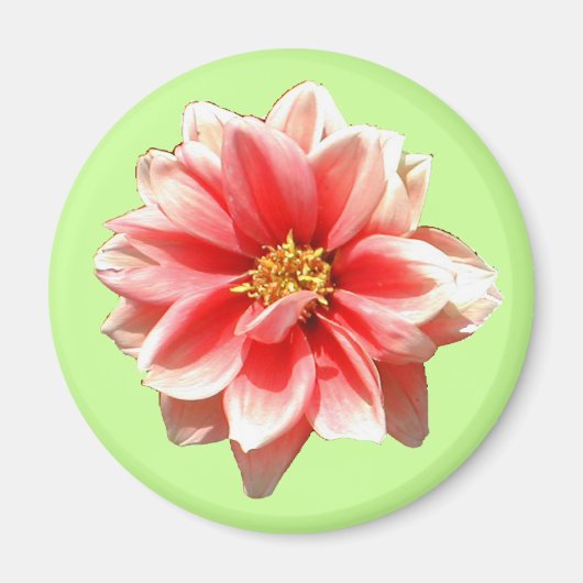 Pink Dahlia Magnet (Voorkant)