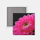 Pink Dahlia Magnet (Voorkant / Achterkant)