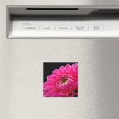 Pink Dahlia Magnet (Insitu (Vaatwasser))