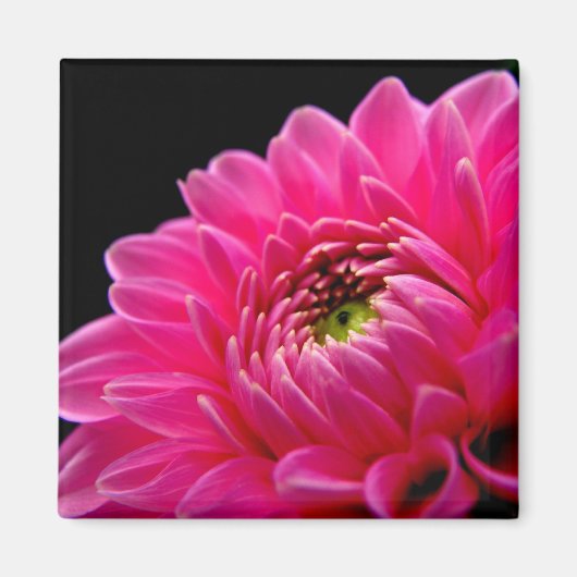Pink Dahlia Magnet (Voorkant)